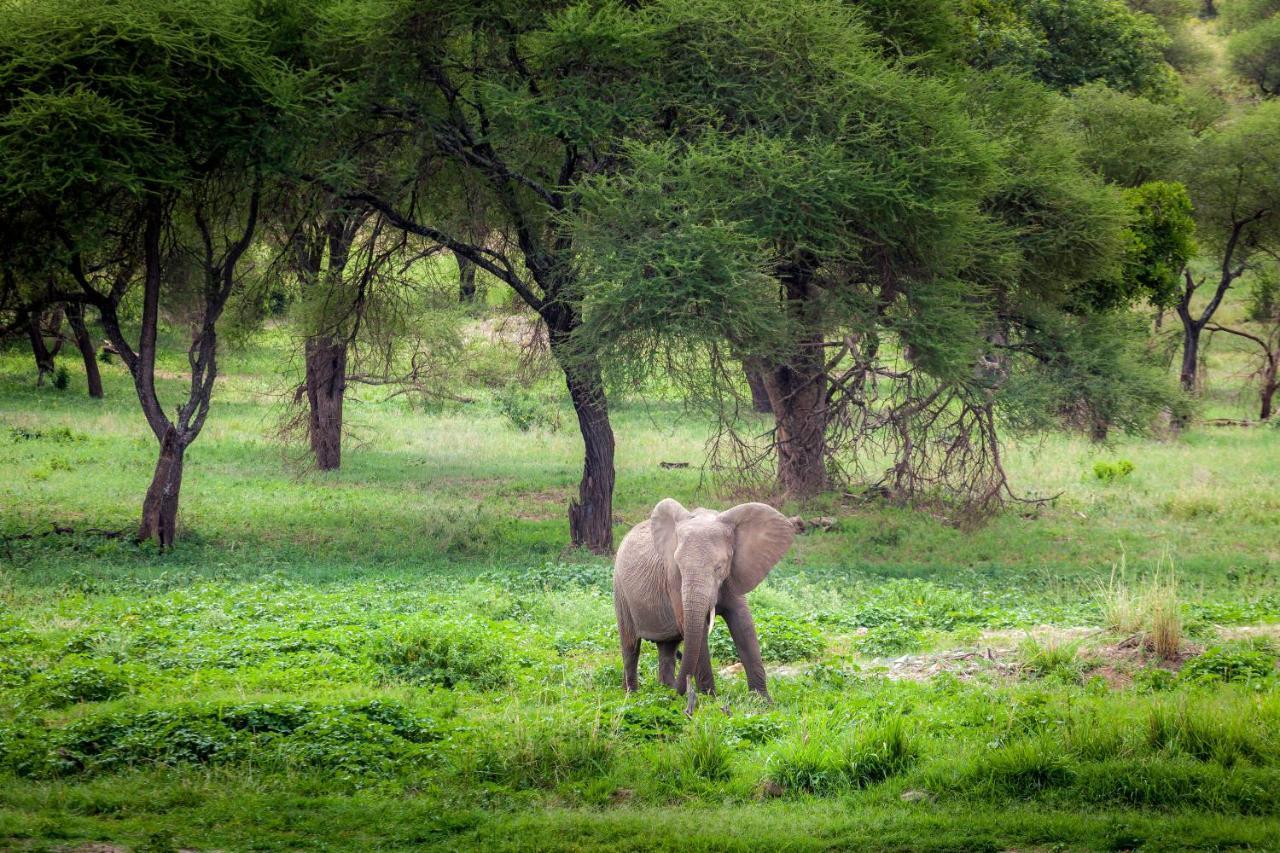 Baobab Tented Camp Kwa Kuchinia Luaran gambar