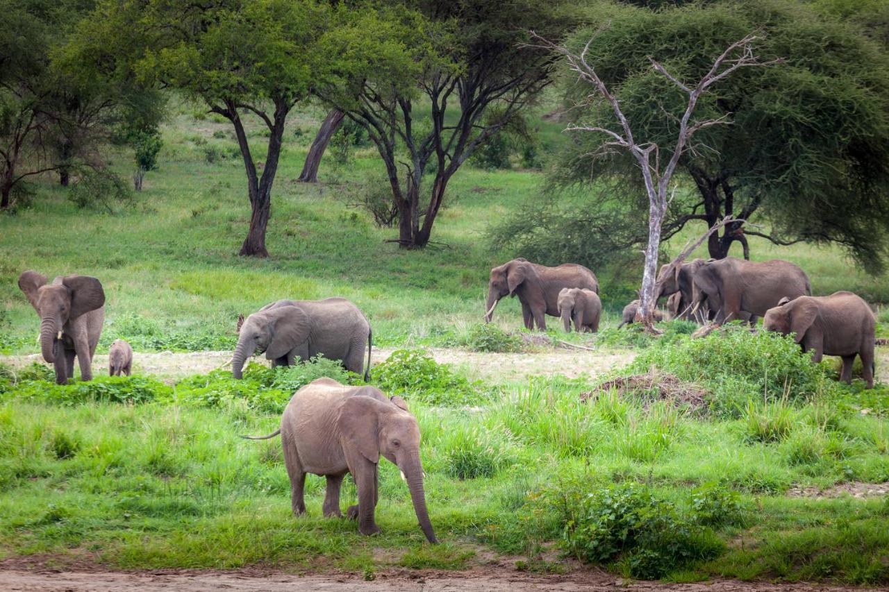 Baobab Tented Camp Kwa Kuchinia Luaran gambar
